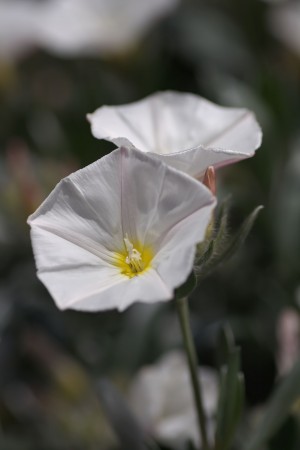 Morning Glory